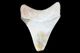 Serrated, Bone Valley Megalodon Tooth - Florida #99875-1
